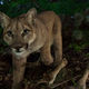 Illustration for article titled Oh Hai! Amazing Photos Capture LA's Newest Baby Mountain Lions